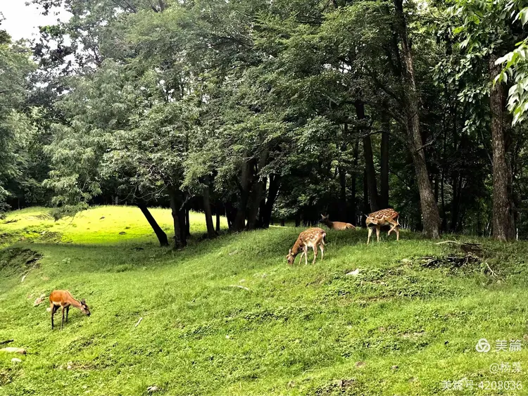 皇家鹿苑欢乐游（下）美景篇